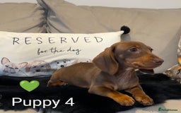 Miniature Dachshund dogs for sale: Ethically Bred Superior Health Tested Miniatures - Image 33