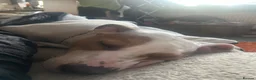 Mixed Breed dogs for sale: Staffy cross American Bully- Skye in Warminster - Advert 5