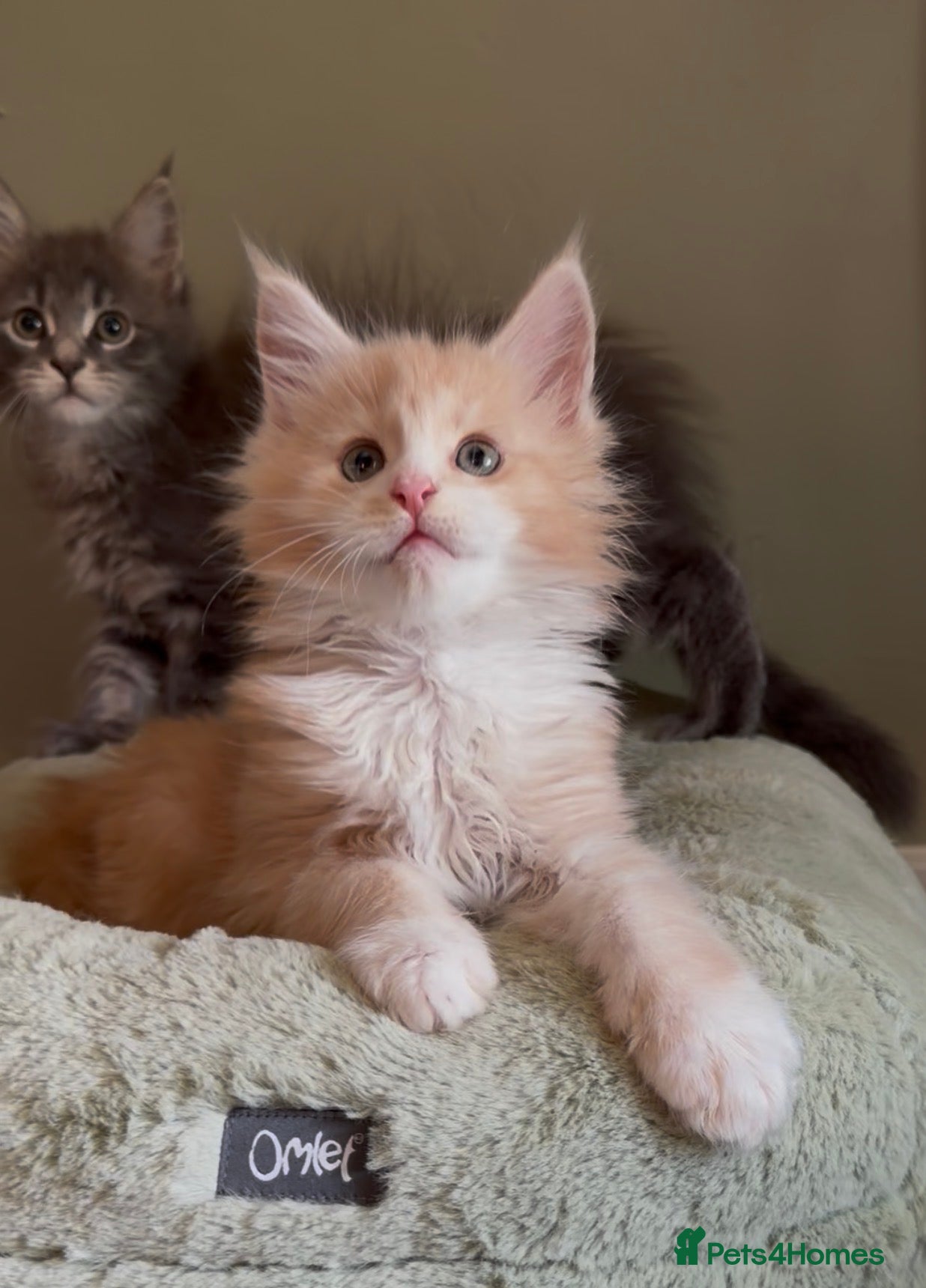 Maine Coon cats Beautiful pedigree Maine Coon kittens READY NOW - Advert 1