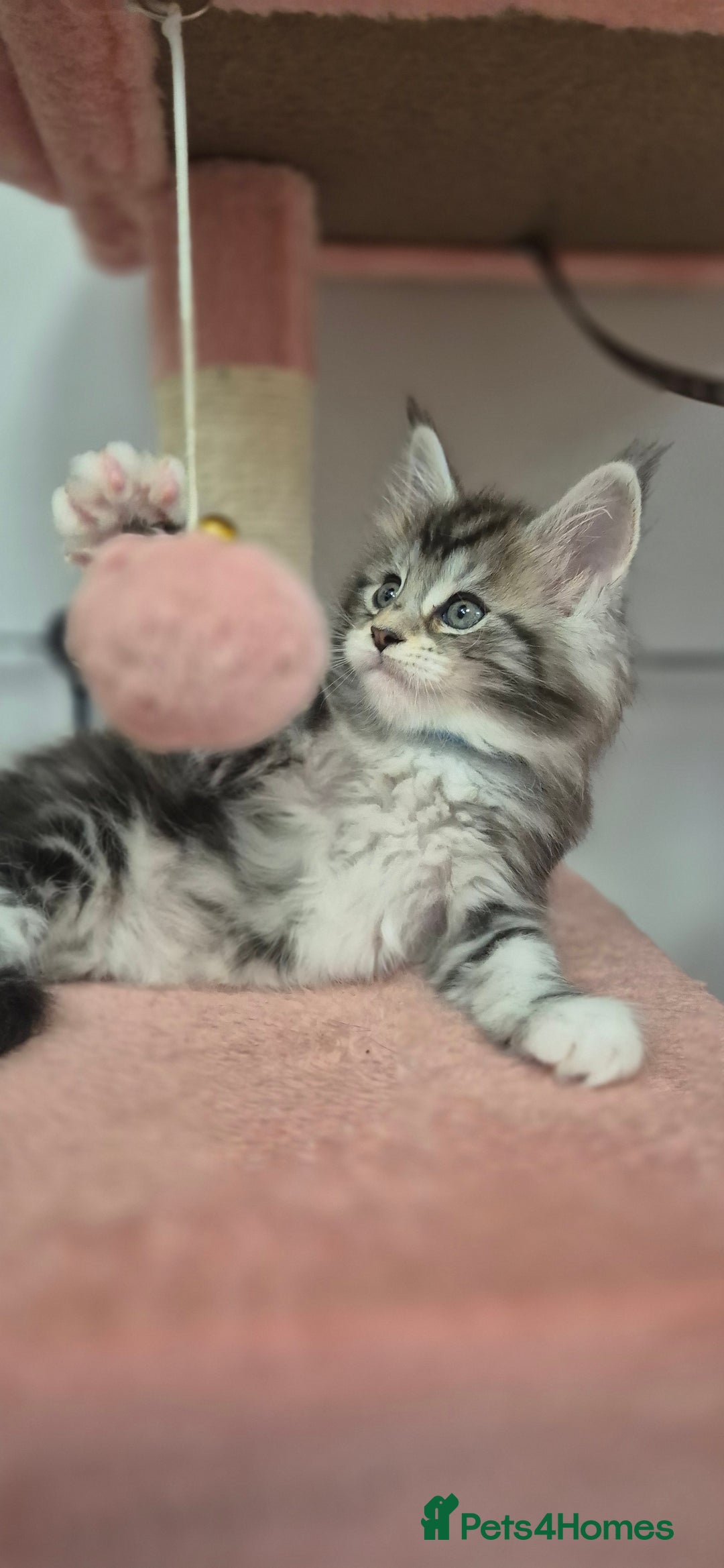 Maine Coon cats for sale: 🎀 Outstanding GCCF Pedigree Maine Coon Kittens 🎄 - Advert 2