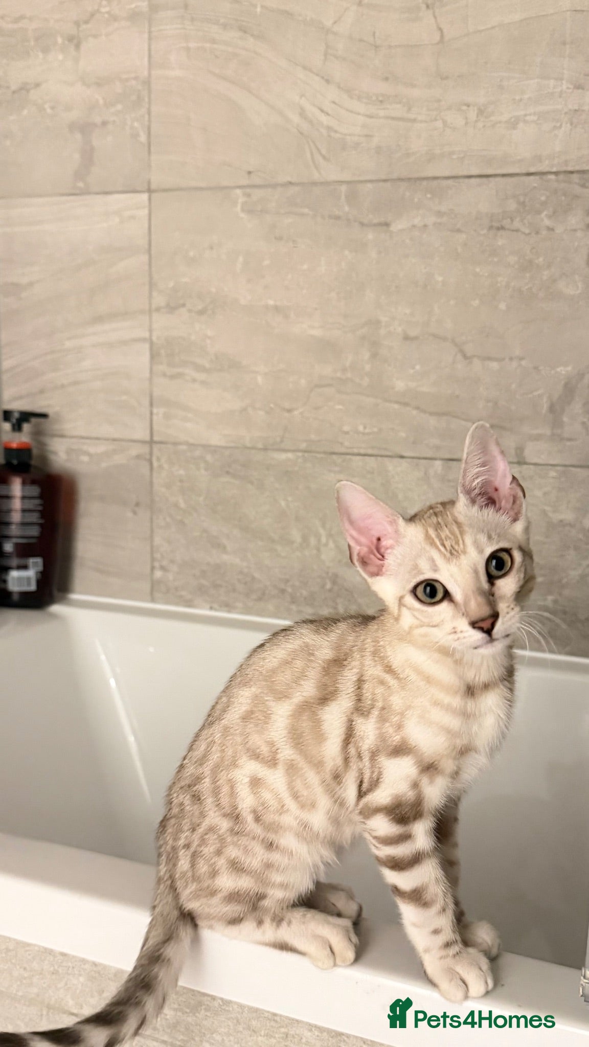 Bengal cats     TICA Bengal Mink Male Green-Eyed - Advert 4