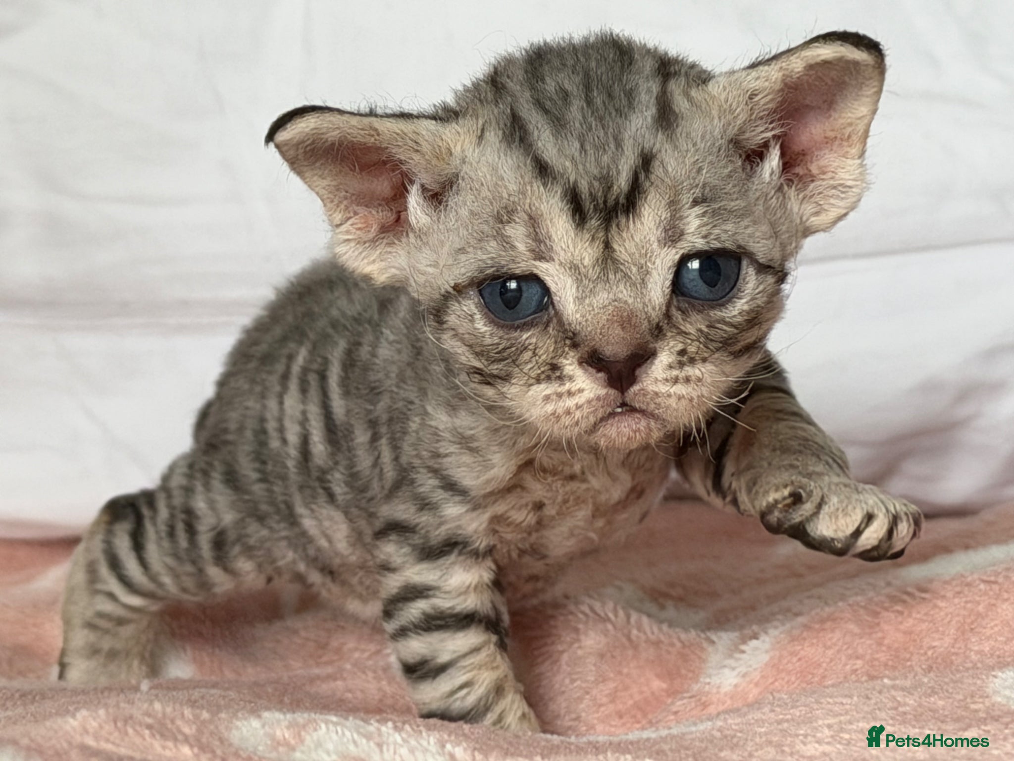 Devon Rex cats Stunning and Loving Devon Rex Kittens  - Advert 2