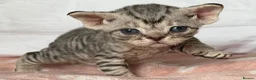 Devon Rex cats for sale: Stunning and Loving Devon Rex Kittens  in Grantham - Advert 1