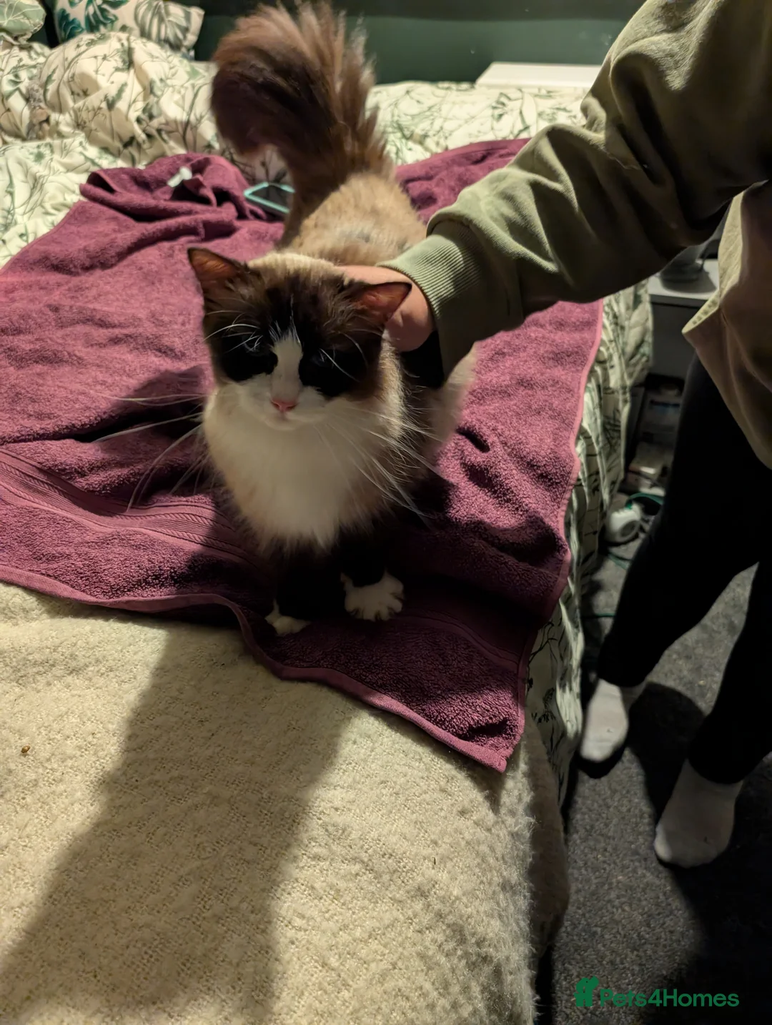 Ragdoll cats for sale: 2 year old ragdoll female  - Advert 6