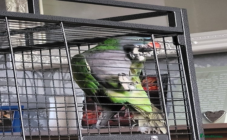 Parrots birds - Advert 11