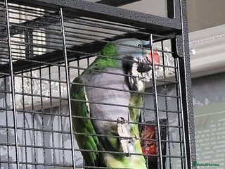 Parrots birds - Advert 20