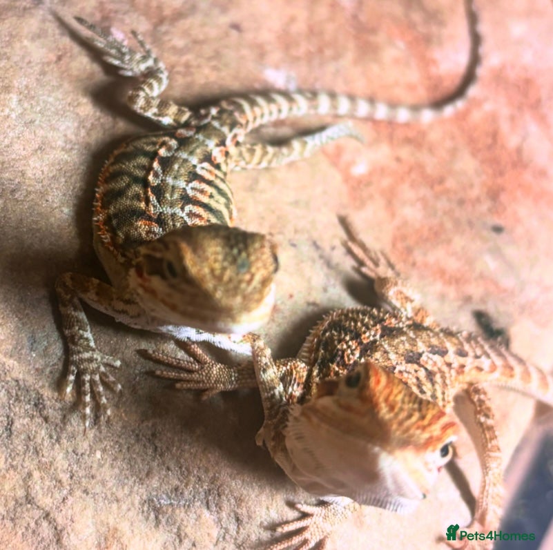 Bearded Dragon reptiles Baby bearded dragons 8 weeks old - Advert 12