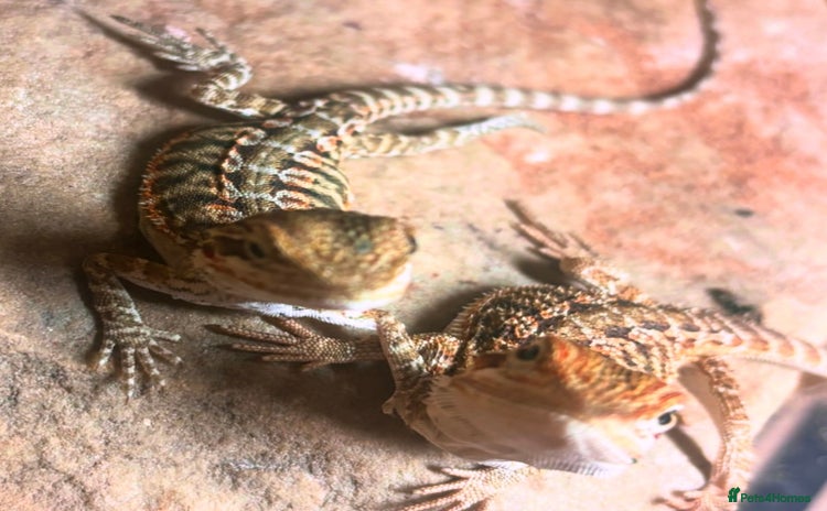 Bearded Dragon reptiles - Advert 20