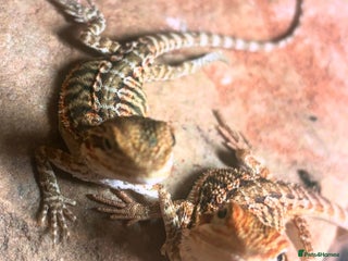 Bearded Dragon reptiles - Advert 18