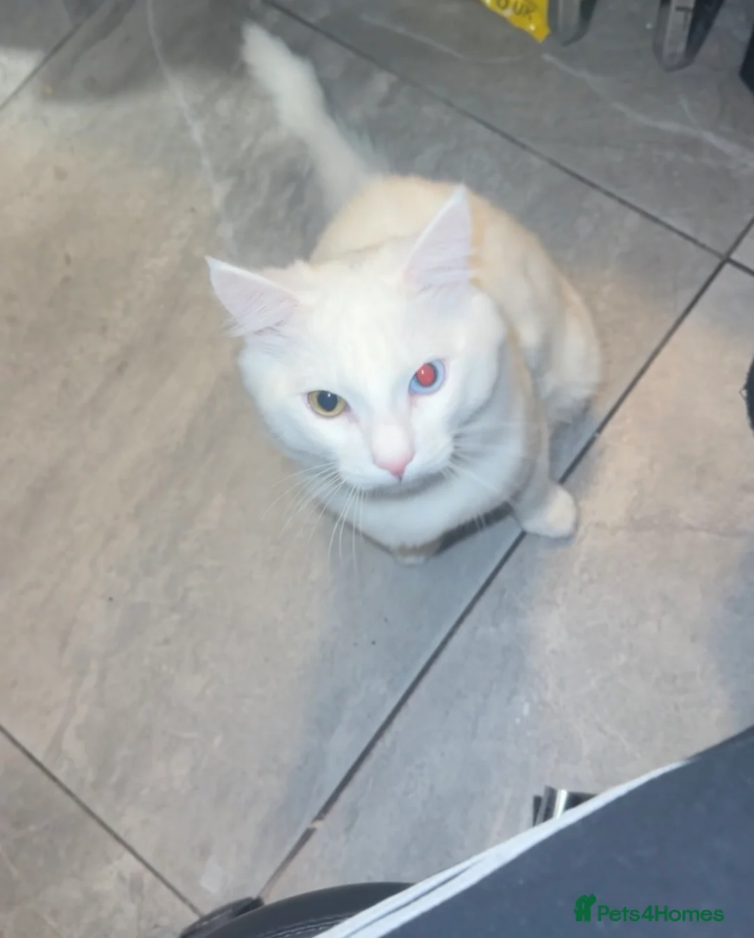 Domestic Shorthair cats for sale: Barfi in Leicester - Advert 2