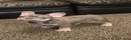 French Bulldog dogs for sale: Probably the best litter of Frenchies in the UK - Advert 4