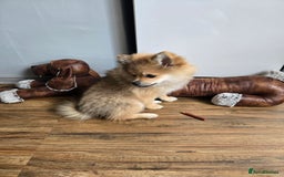 Pomeranian dogs for sale: Pomeranian  - Image 2