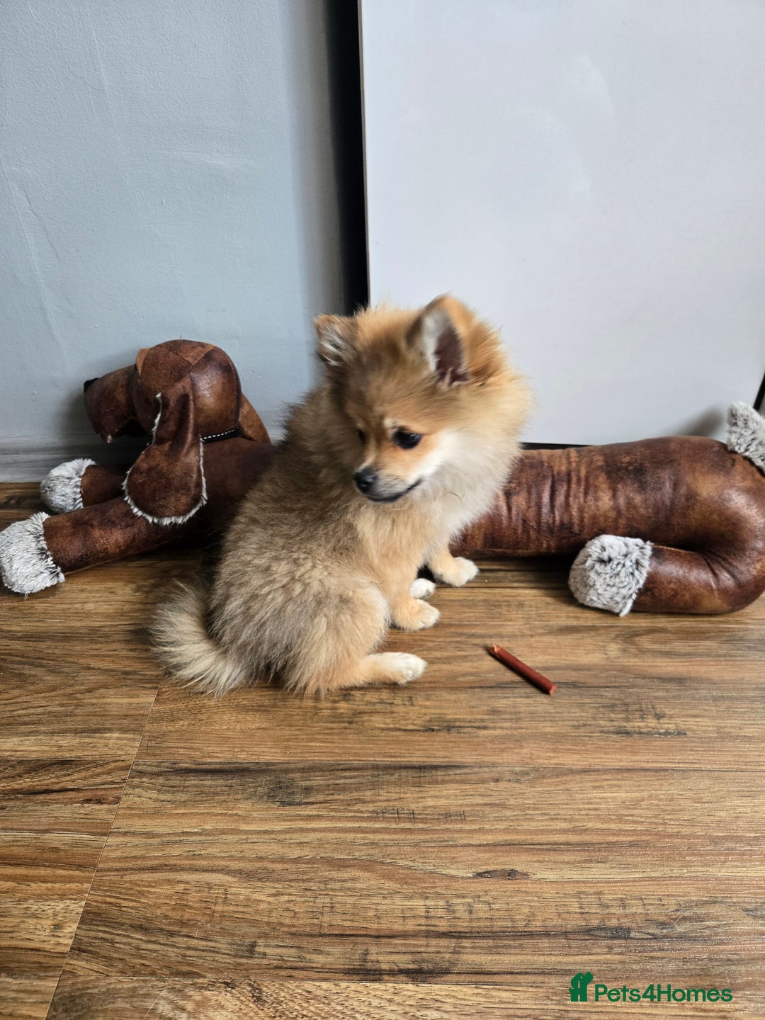 Pomeranian dogs for sale: Pomeranian  - Image 2