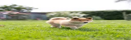 Japanese Shiba Inu dogs for sale: READY NOW Elite Japanese Shiba Inu puppies. - Advert 21