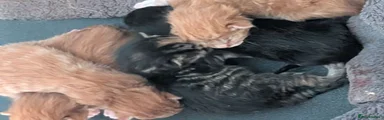 Maine Coon 5