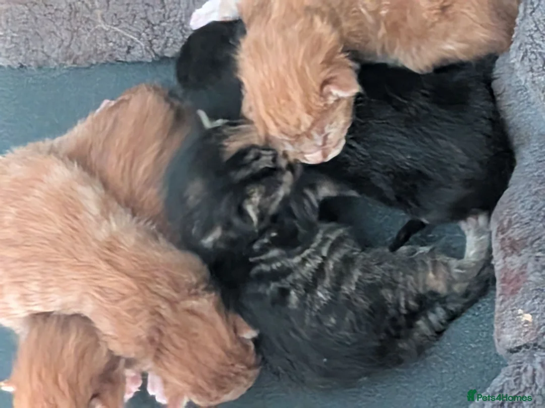 Maine Coon cats for sale: Main coon Mom is registered, dad is not  in Birmingham - Advert 2