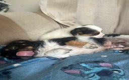 Jack Russell dogs for sale: Mini Jack Russell Terrier puppy - Image 2