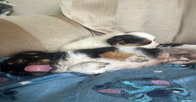 Jack Russell dogs - Advert 2