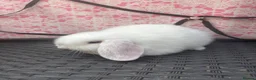 Mini Lop rabbits for sale: Ready to leave 8 week old baby mini lops in Frome - Advert 8