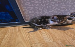 Bengal cats for sale: Very cute Mixed bengal kittens (4 males) - Image 5