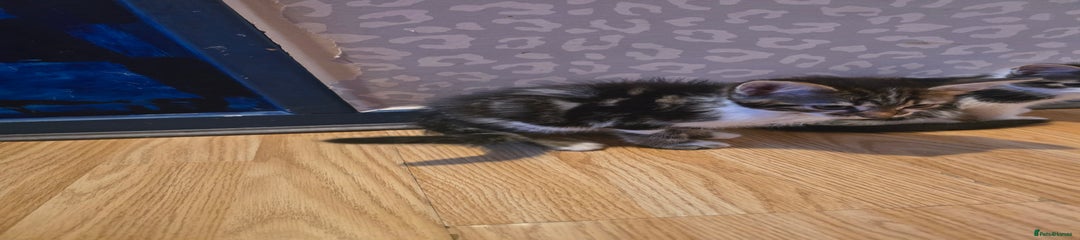 Bengal Kitten 1
