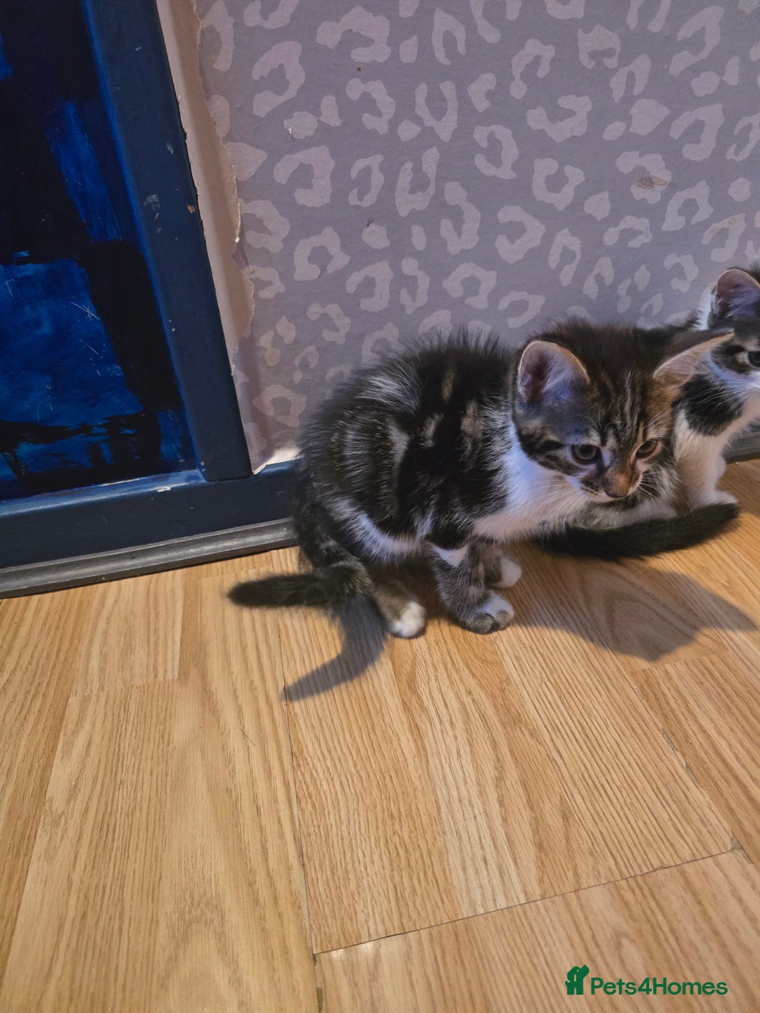 Bengal cats for sale: Very cute Mixed bengal kittens (4 males) - Image 5