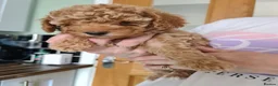 Mixed Breed dogs for sale: Absolutely stunning F1 poodle pups - Advert 9