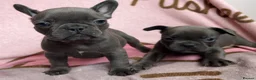 French Bulldog dogs for sale: Blue French bulldog puppies  - Advert 12