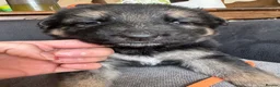 German Shepherd dogs for sale: German shepherd puppies long hair… - Advert 22