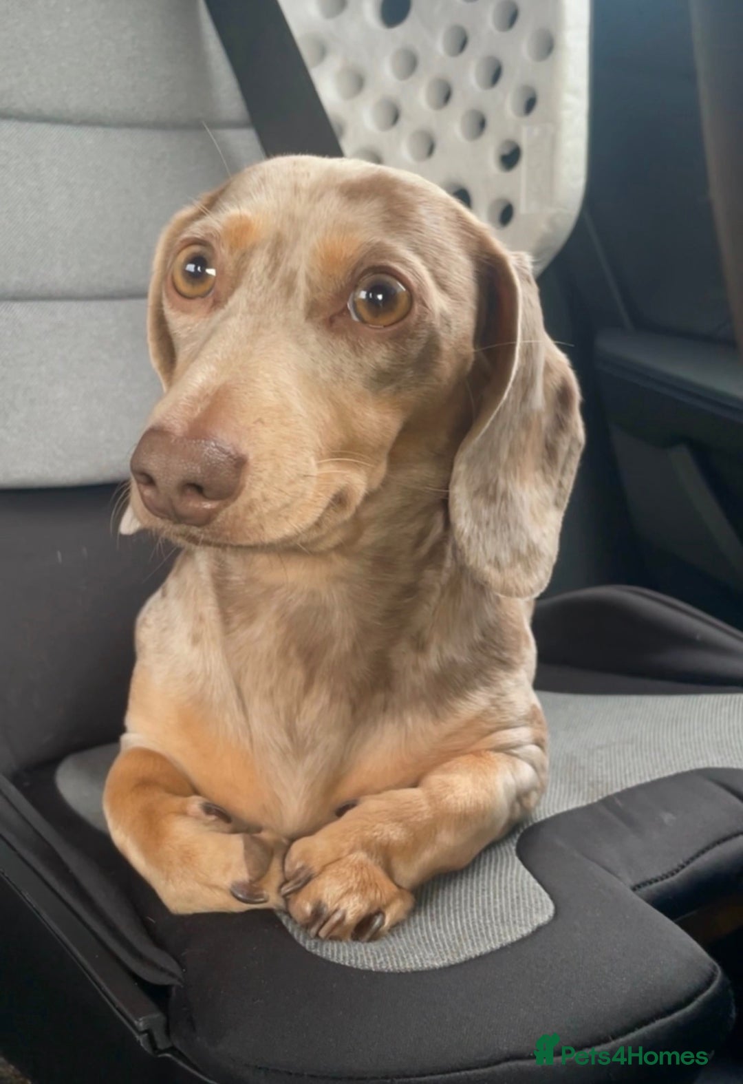 Miniature Dachshund dogs for sale: Miniature Dachshund  - Advert 2