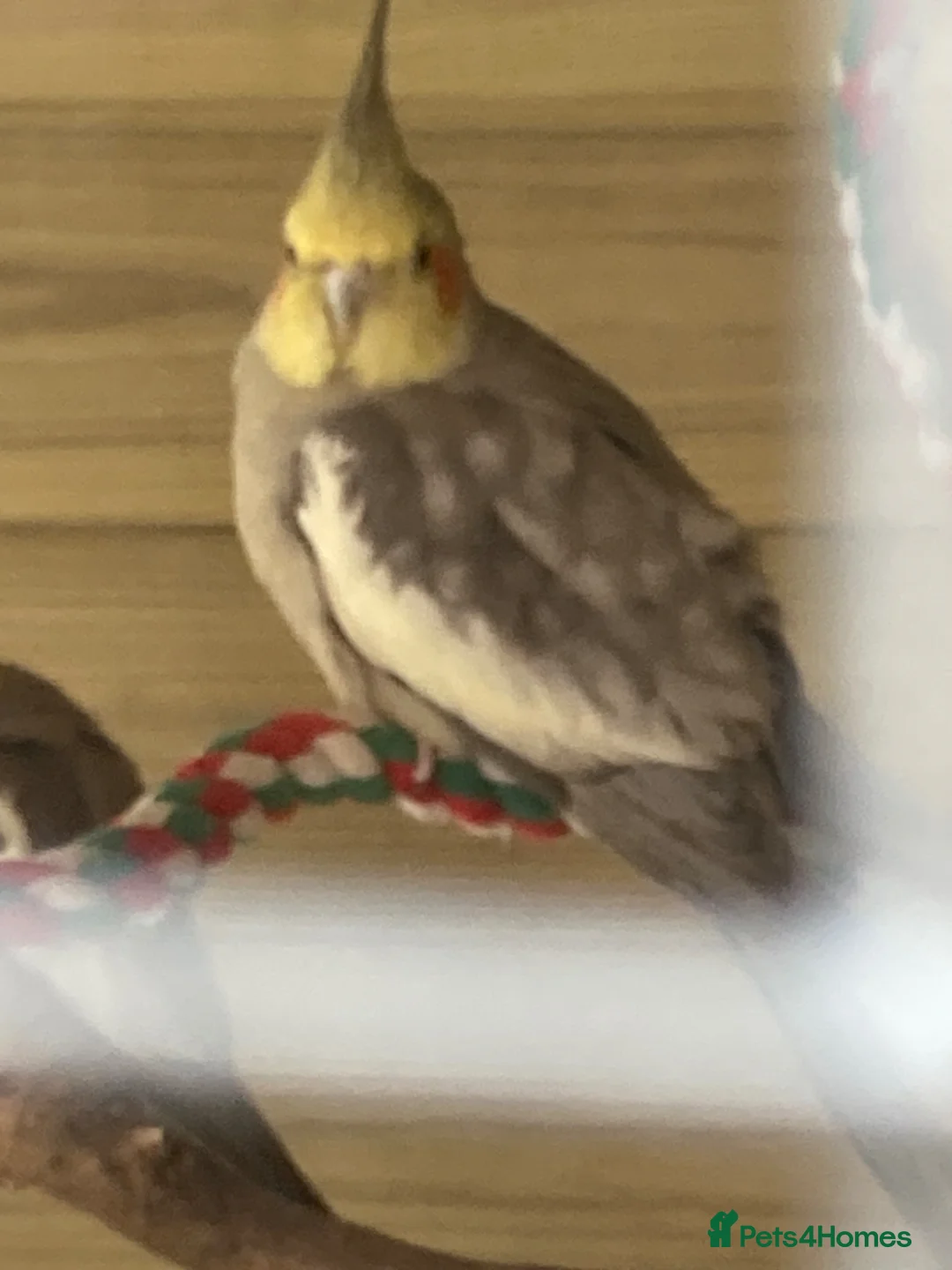 Cockatiels birds for sale: Year Old Natural Grey Male Cockatiel  - Advert 2