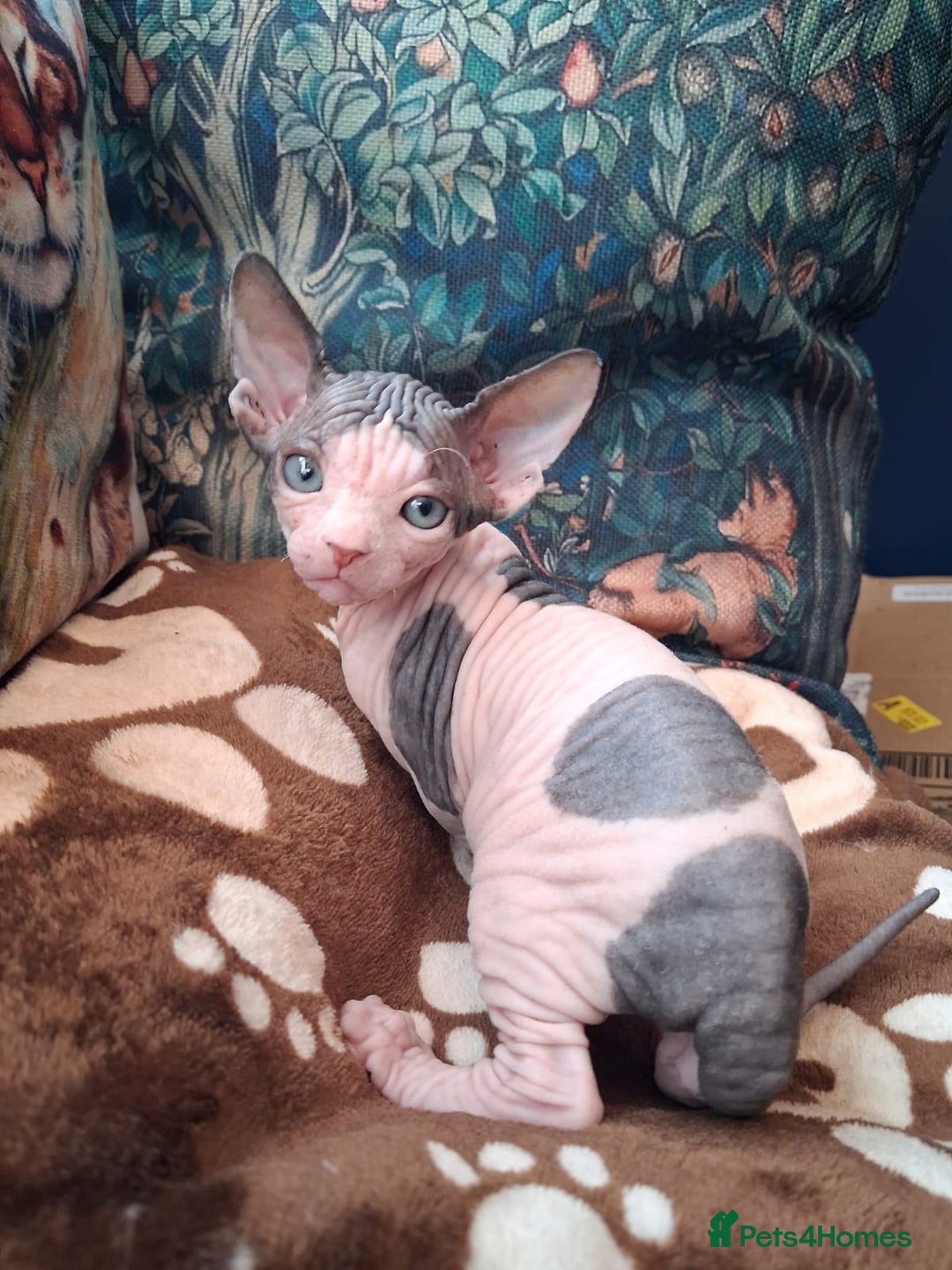 Sphynx cats for sale: Sphynx Kittens - Advert 2