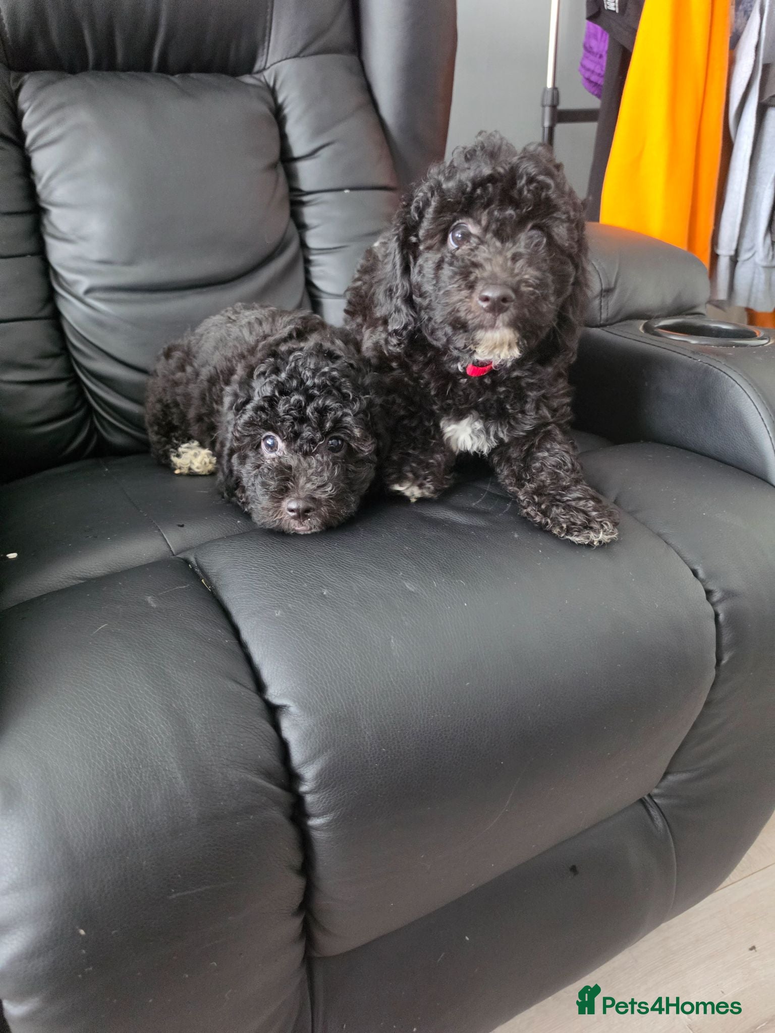 Poochon dogs 2 beautiful poochon puppys black n white for sale  - Advert 2