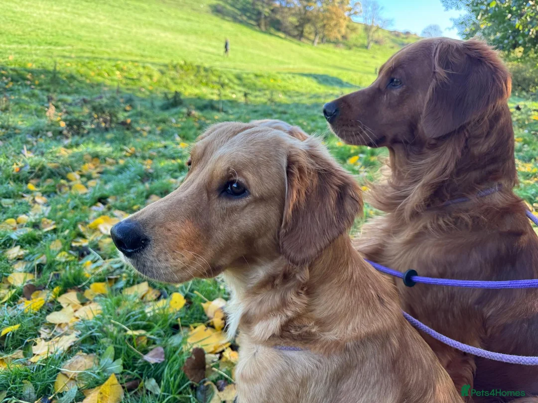 Golden Retriever dogs for sale: BEAUTIFUL GOLDEN RETRIEVERS-PARENTS HEALTH TESTED - Advert 14