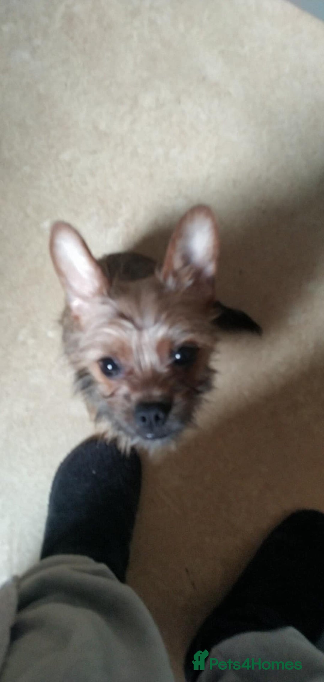 Mixed Breed dogs for sale: Frorkie female for free - Image 7