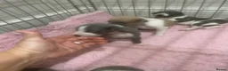 Whippet dogs for sale: Pedigree whippet puppies  in Crook - Advert 22