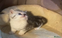 Munchkin cats for sale: Full Pedigree Munchkin Kittens  - Image 24