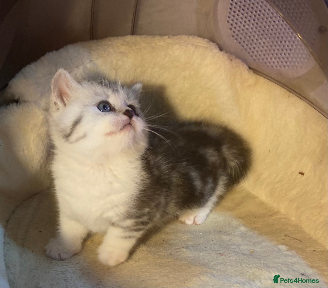 Munchkin cats for sale: Full Pedigree Munchkin Kittens  - Image 24
