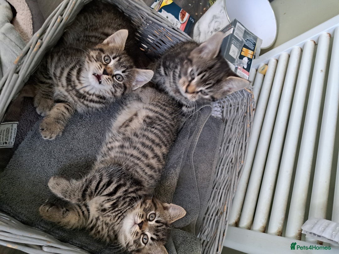 Persian cats for sale: These are 1/4 Perisan kittens  - Image 7
