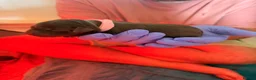 Labrador Retriever dogs for sale: Beautiful litter of Labrador Puppies  - Advert 11