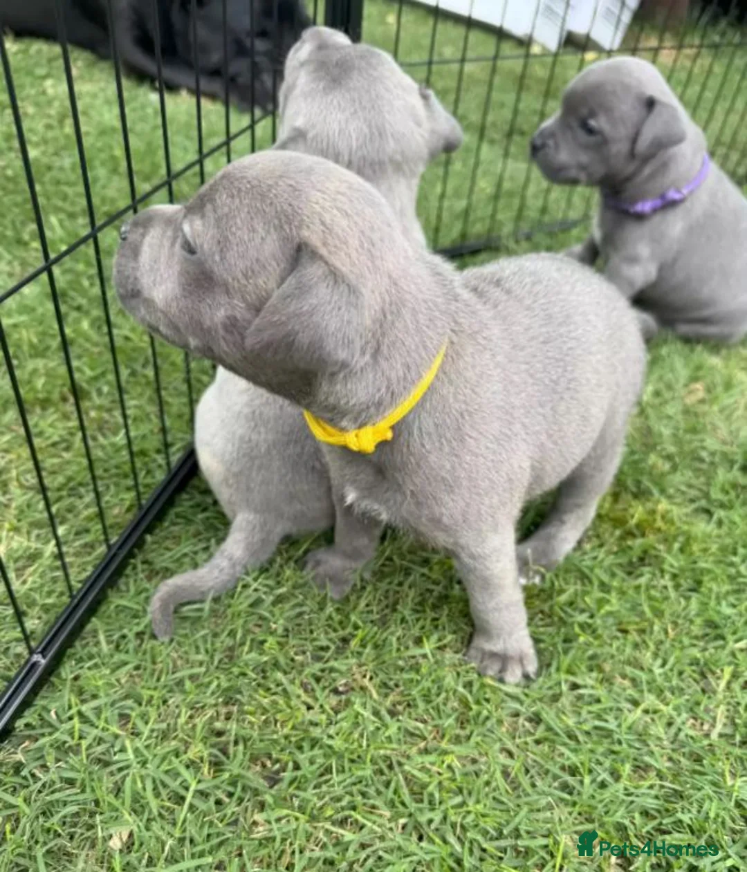 Staffordshire Bull Terrier dogs for sale: fdfeFEF 6 x English Staffy Pure Bred BLUE chunky in Romford - Advert 2