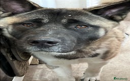Akita dogs for sale: Male Akita - 1 years old - Image 3