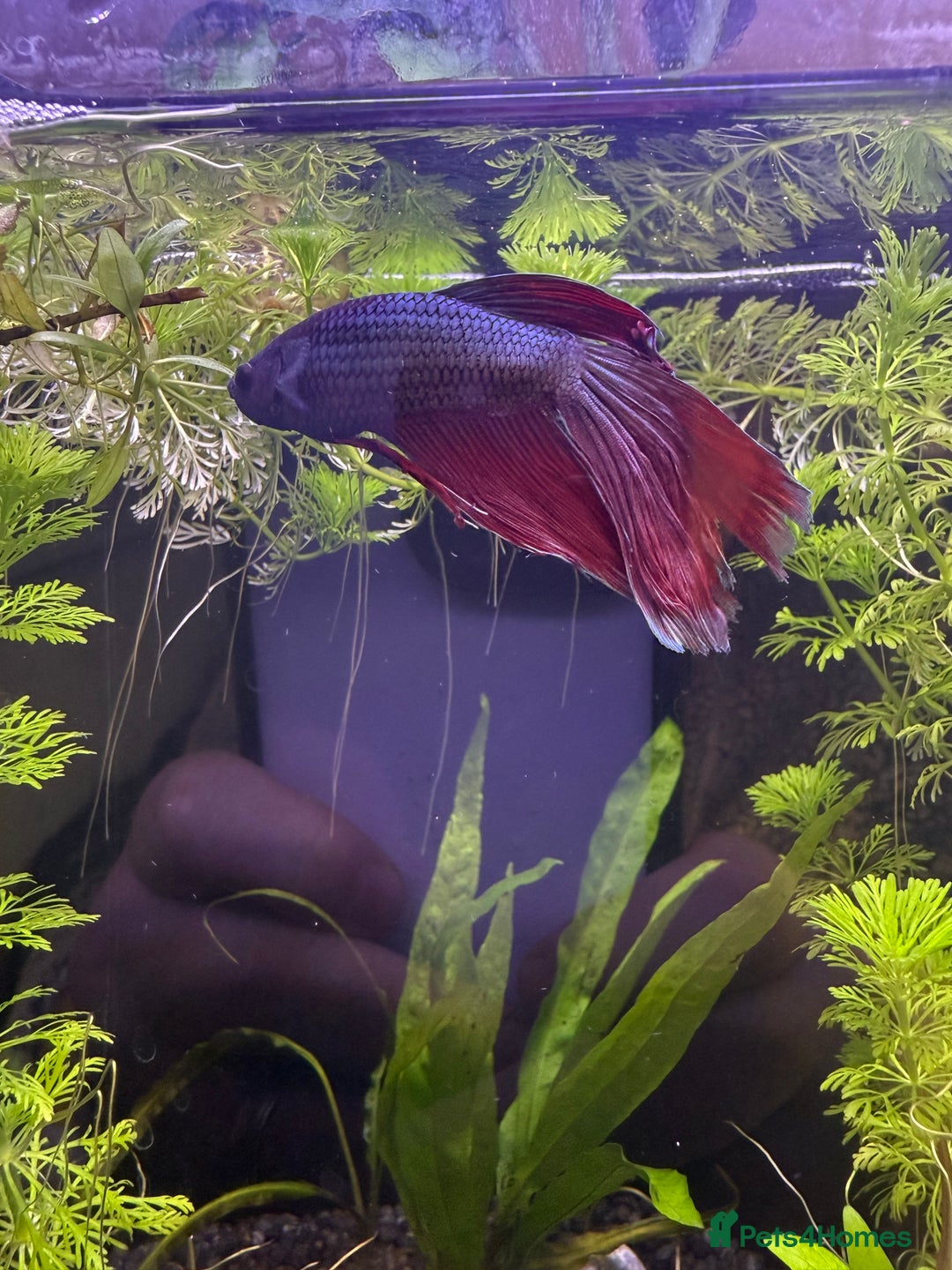 Bettas fish for sale: Few bettas available  - Advert 6