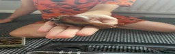Mixed Breed reptiles for sale: Giant African Land snails  in Herne Bay - Advert 8