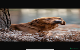 Labrador Retriever dogs for sale: Fox red Labrador puppies  - Image 18