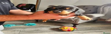 Dachshund 3