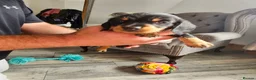 Dachshund dogs for sale: Wirehaired daschund pups - Advert 10
