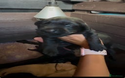 Labrador Retriever dogs for sale: Stunning KC Registered FoxRed/Black Labrador Pups  - Image 13
