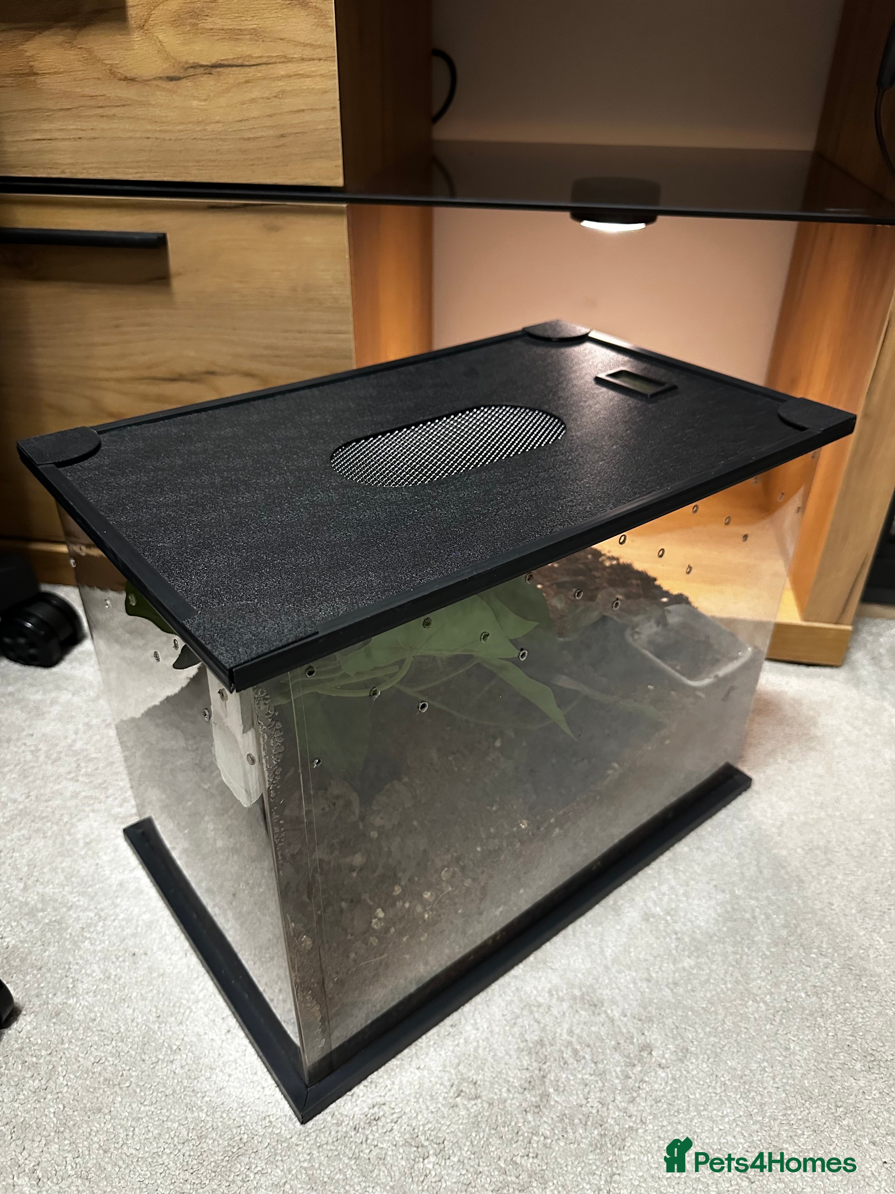 Tarantulas invertebrates Tarantula collection for sale  - Advert 3