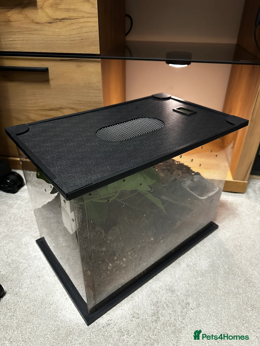 Tarantulas invertebrates for sale: Tarantula collection for sale  - Advert 1